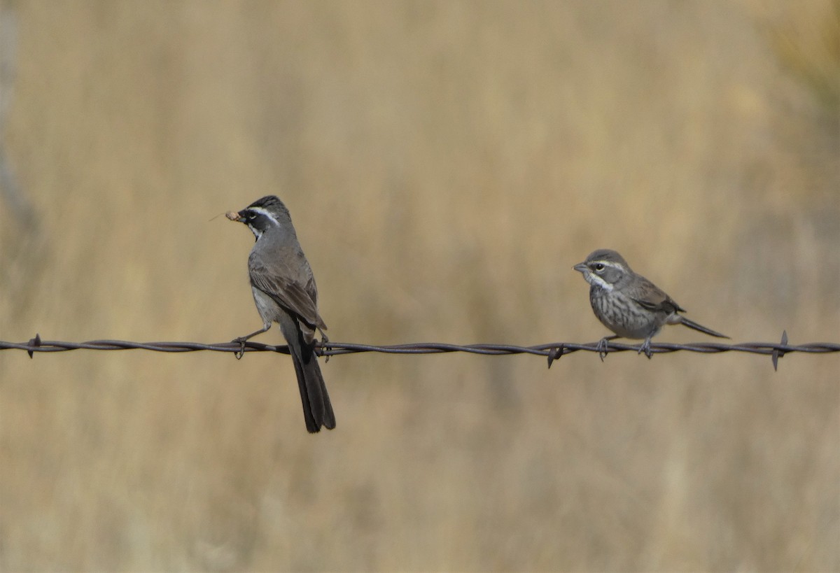 Black-throated Sparrow - ML581523371