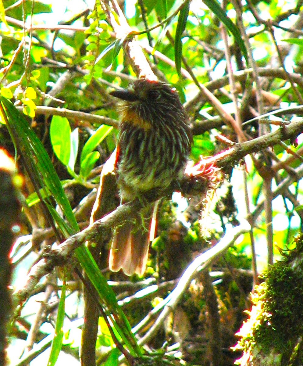 Black-streaked Puffbird - ML581523411