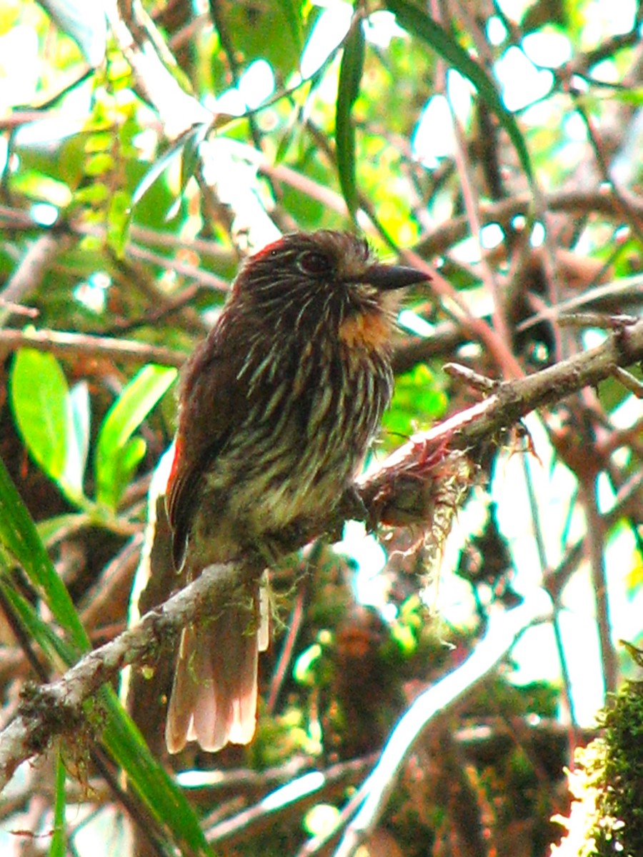 Black-streaked Puffbird - ML581523421