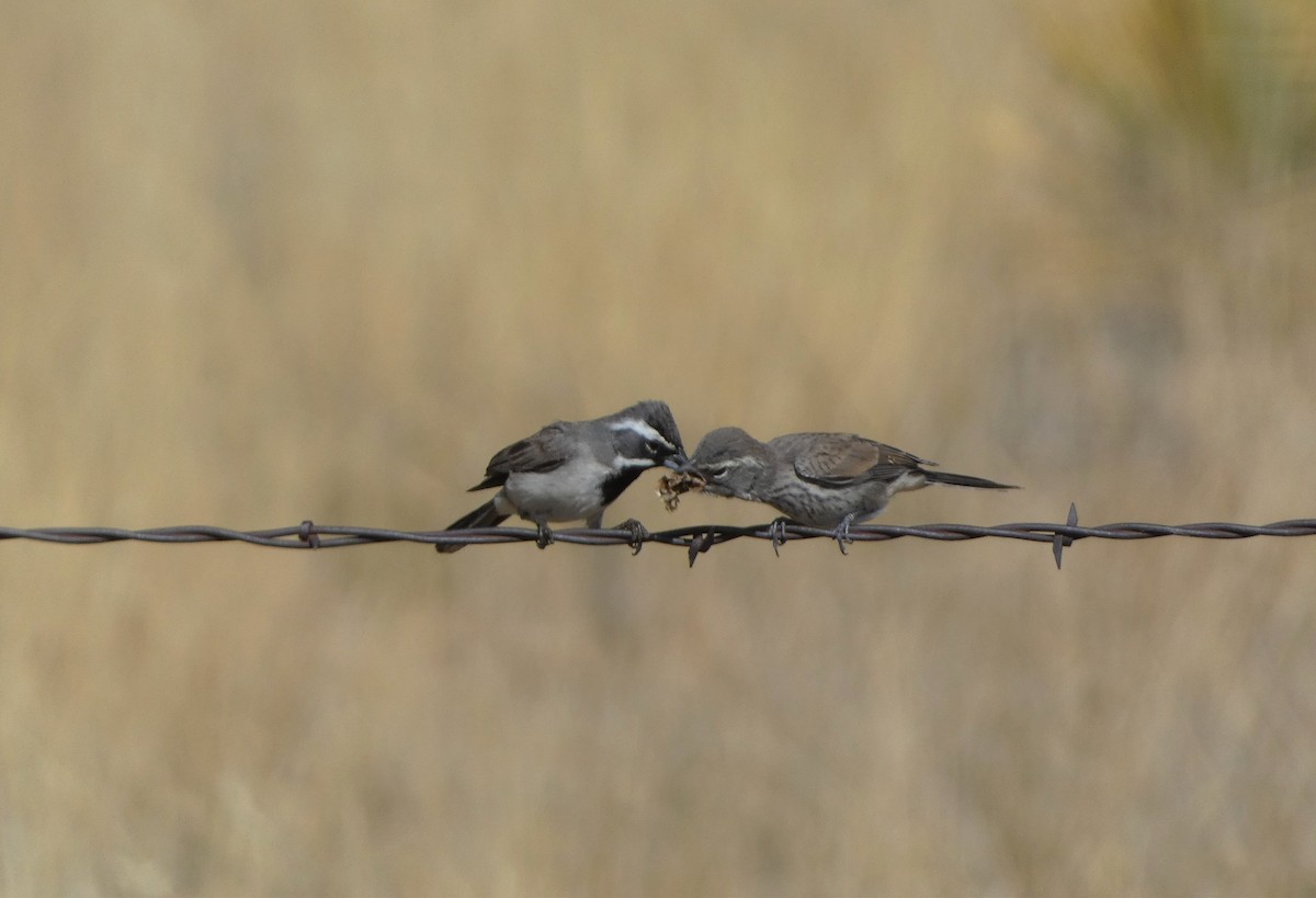 Black-throated Sparrow - ML581523431