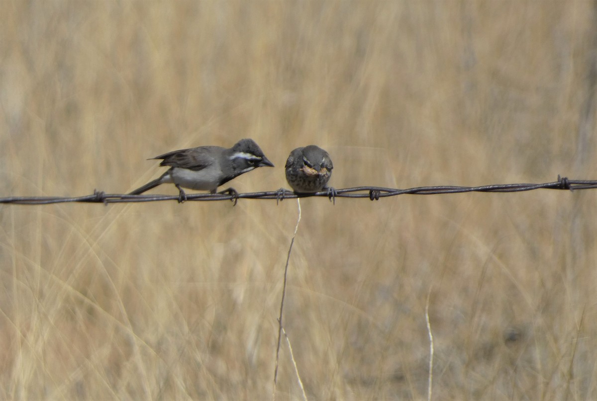 Black-throated Sparrow - ML581523481