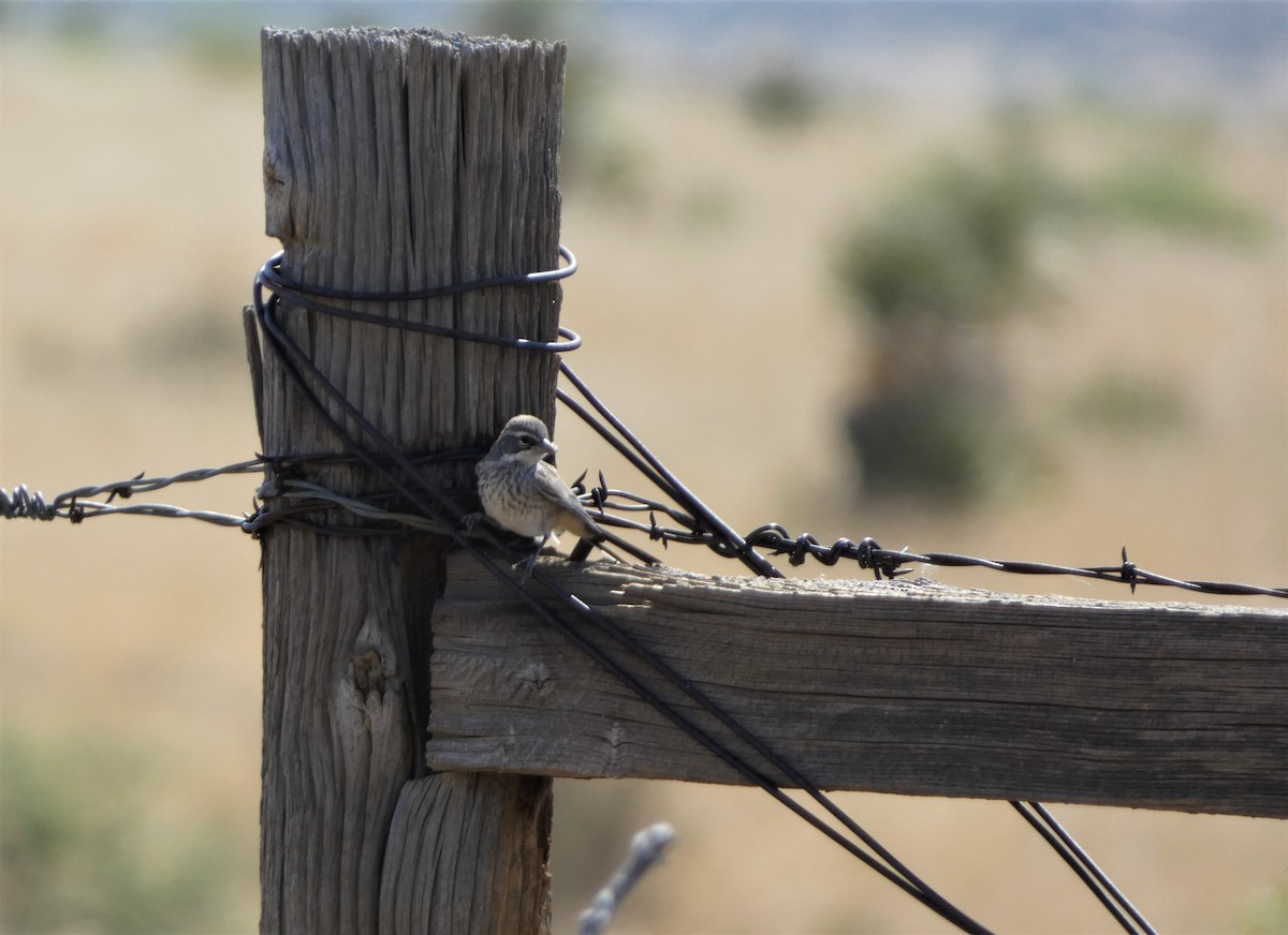 Black-throated Sparrow - ML581523531