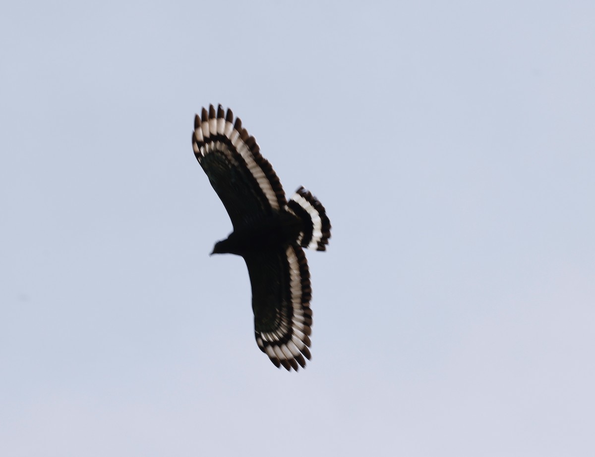 Crested Serpent-Eagle - ML581523581