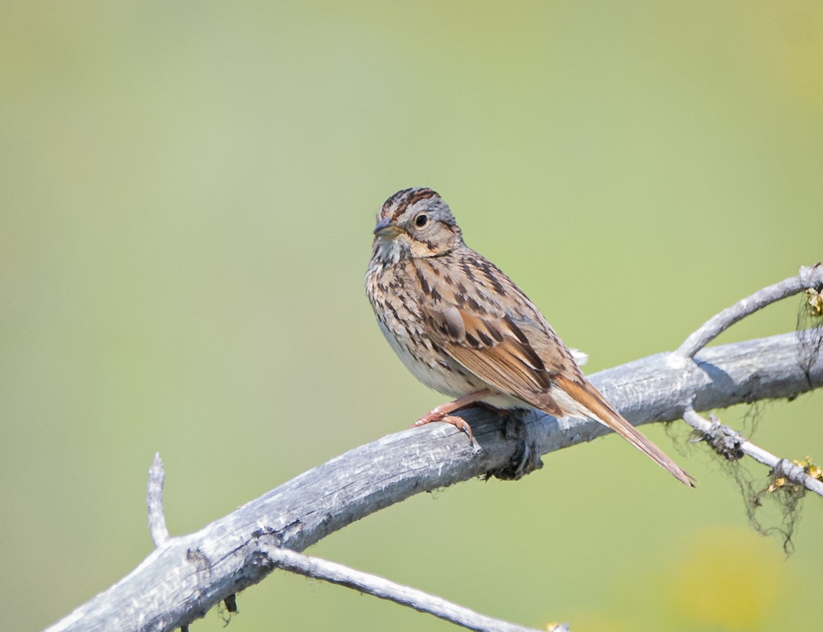 Lincoln's Sparrow - bj worth