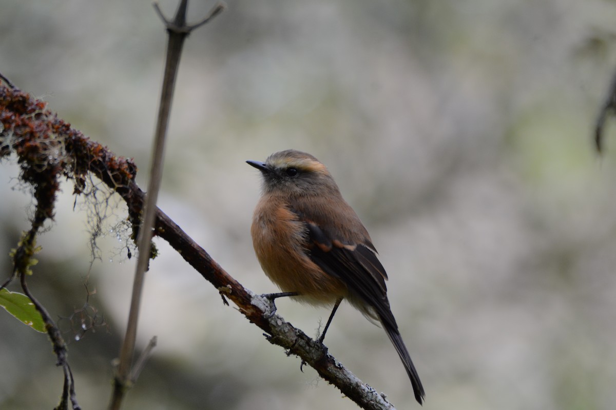 Brown-backed Chat-Tyrant - ML58152381