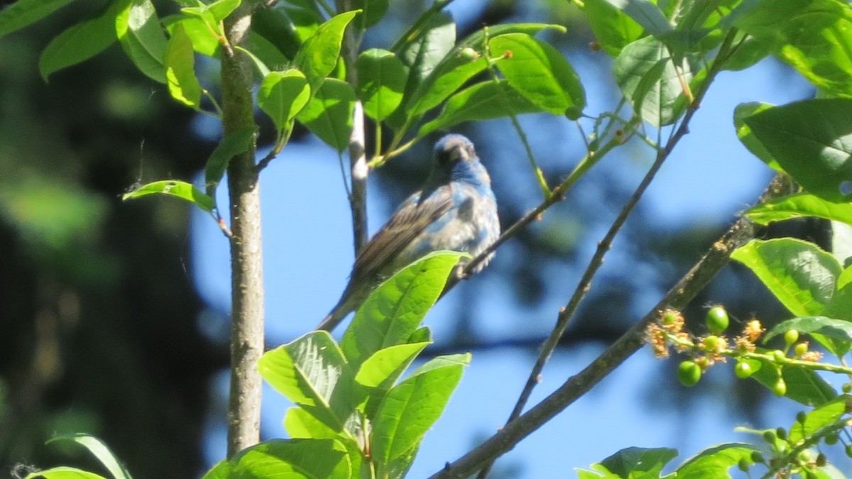 Indigo Bunting - ML581523821