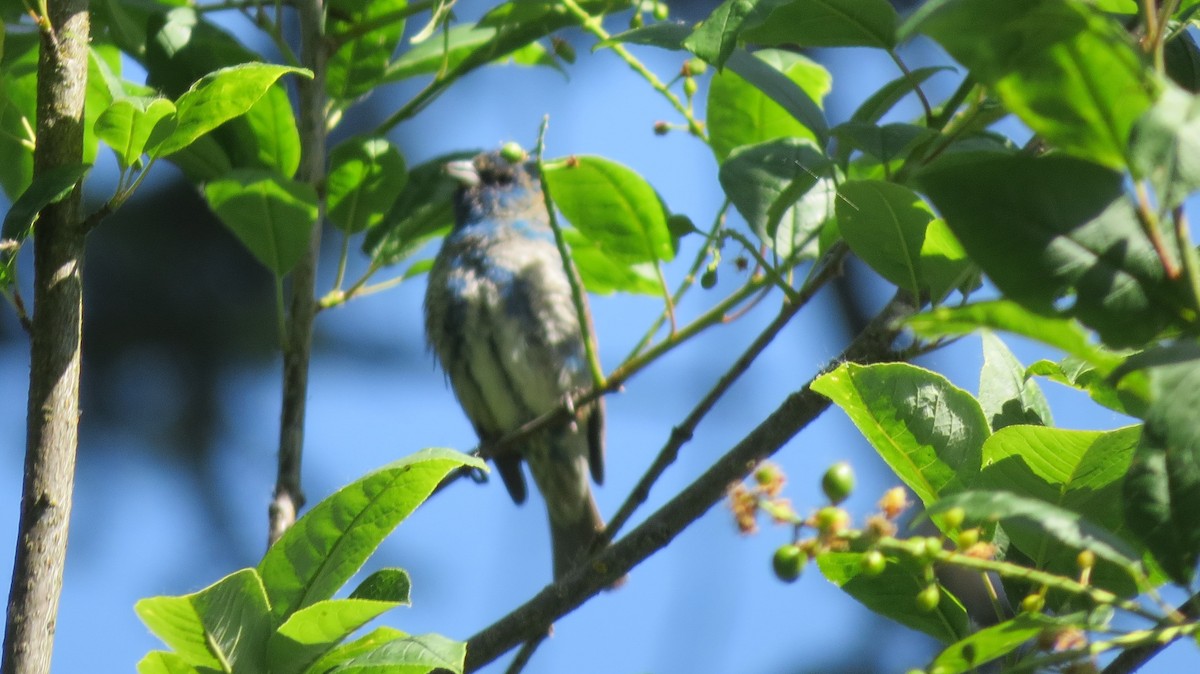 Indigo Bunting - Greg Hyde