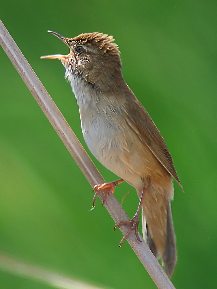 Savi's Warbler - ML581523891