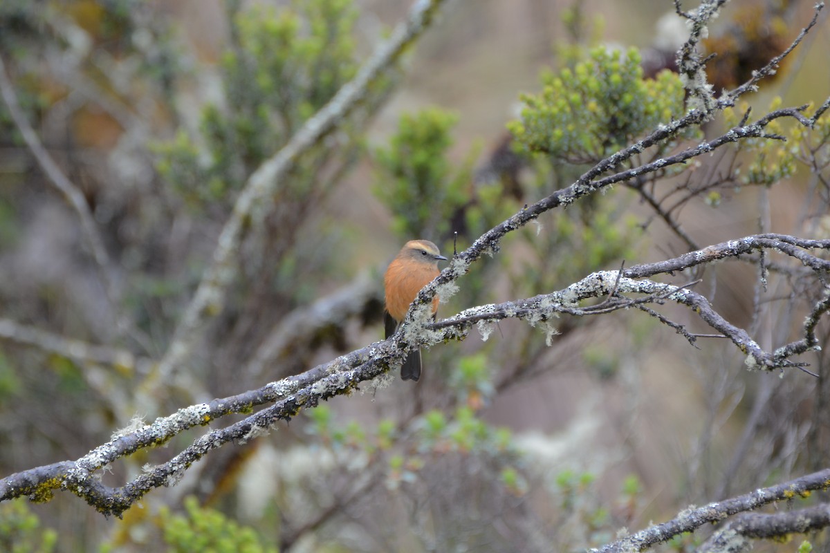 Brown-backed Chat-Tyrant - ML58152411