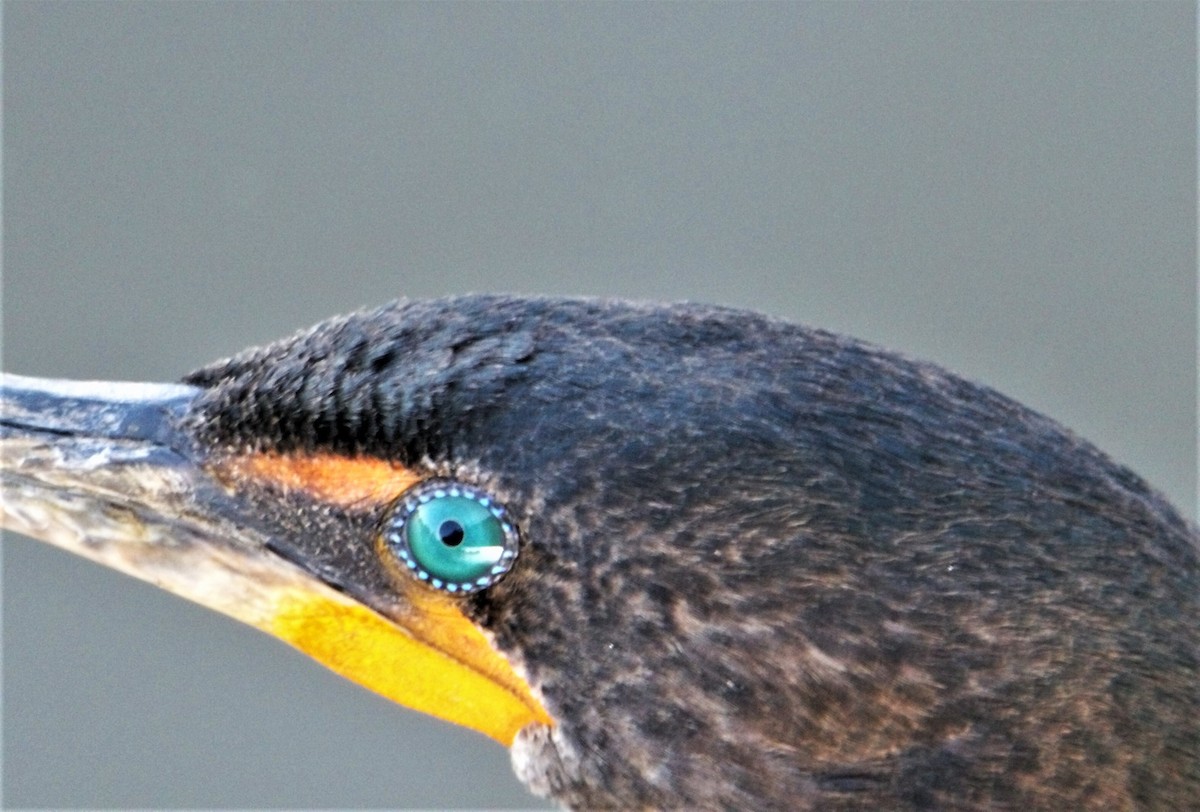 Double-crested Cormorant - ML581524241