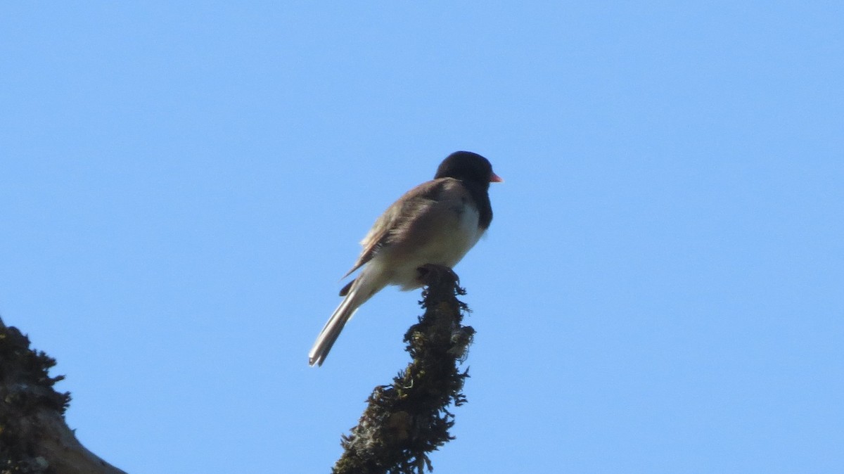 Dark-eyed Junco - ML581526561