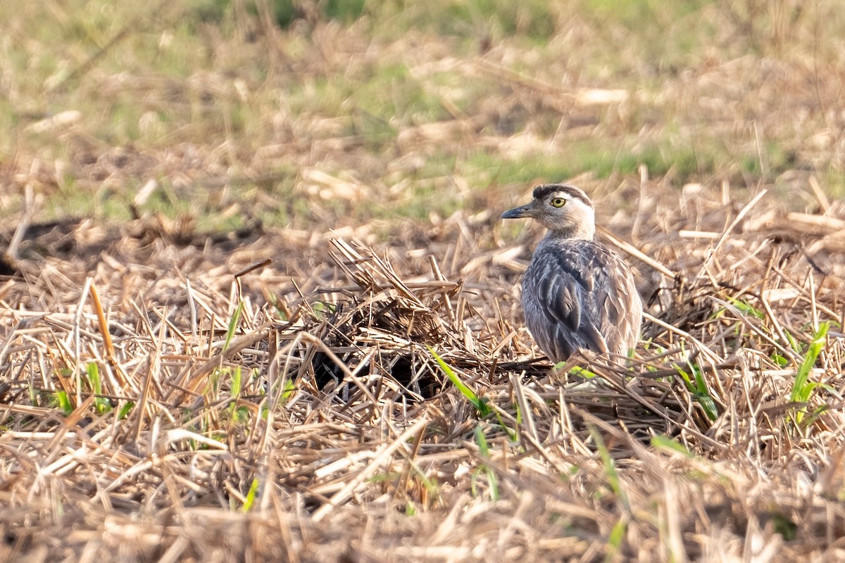 Double-striped Thick-knee - ML581526951