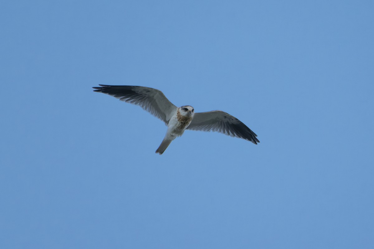 White-tailed Kite - Francisco Castro Carmona