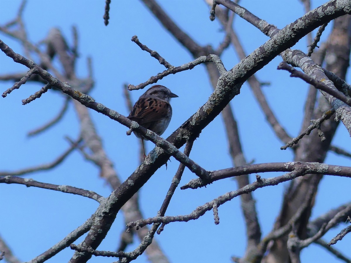 Swamp Sparrow - ML581528281