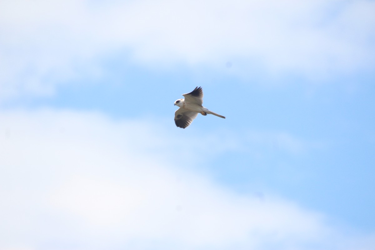 White-tailed Kite - ML581529211