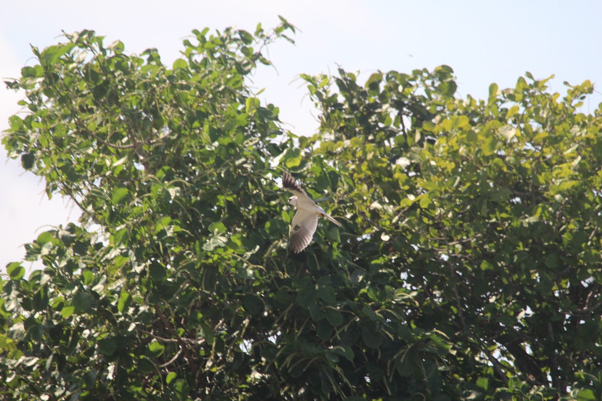 White-tailed Kite - ML581529231