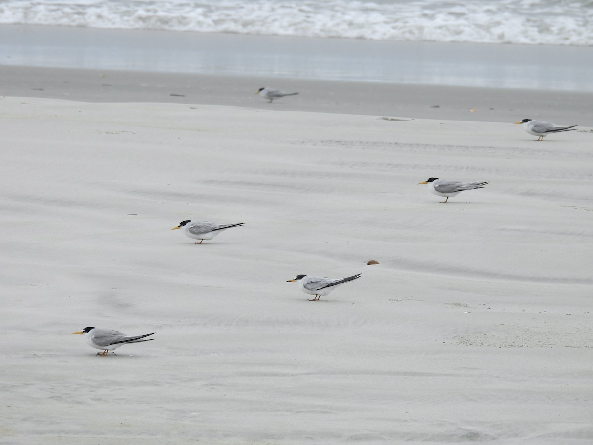 Least Tern - ML581529661