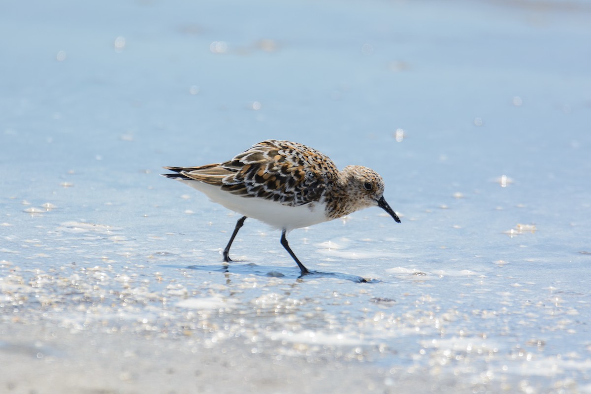 Sanderling - ML581529711