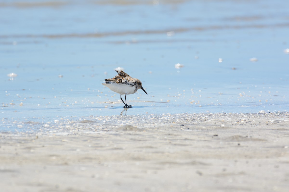 Sanderling - ML581530011