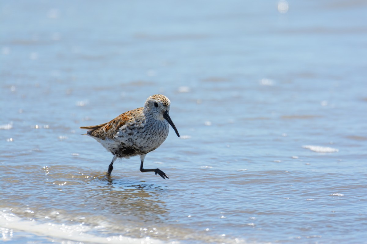 Dunlin - ML581531361