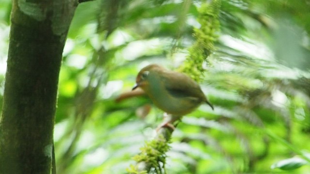 Rusty-breasted Antpitta - ML581531651