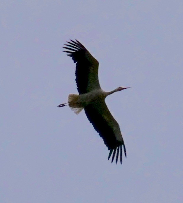 Cigüeña Blanca - ML581531861