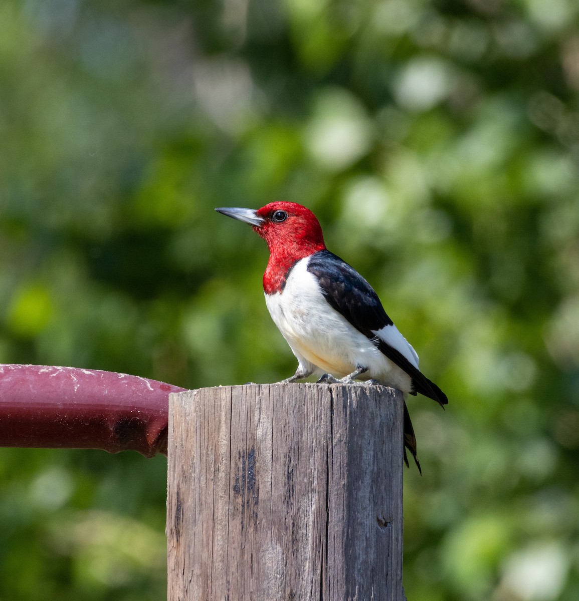 Red-headed Woodpecker - ML581532171