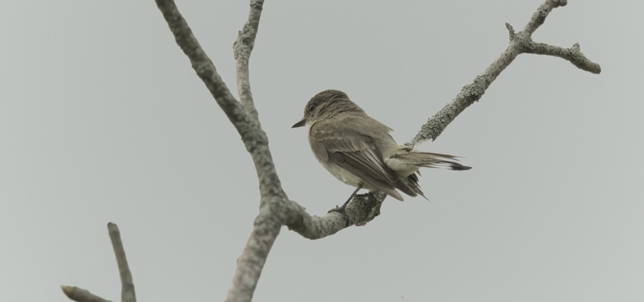 Eastern Phoebe - ML581532201