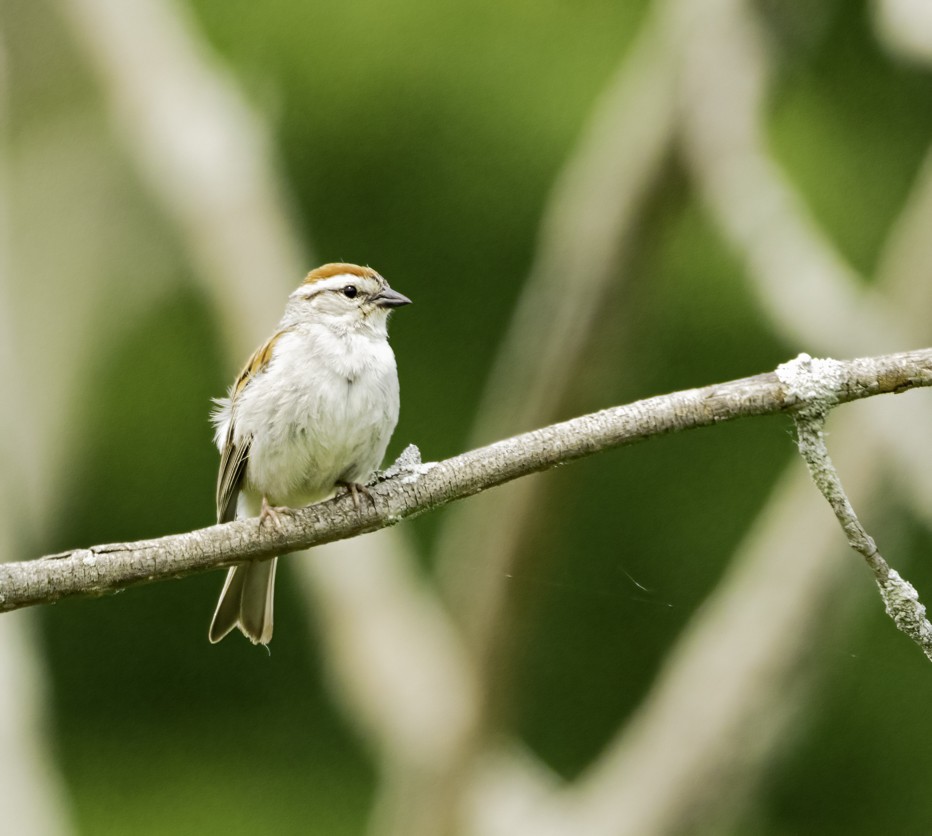 Chipping Sparrow - ML581532291