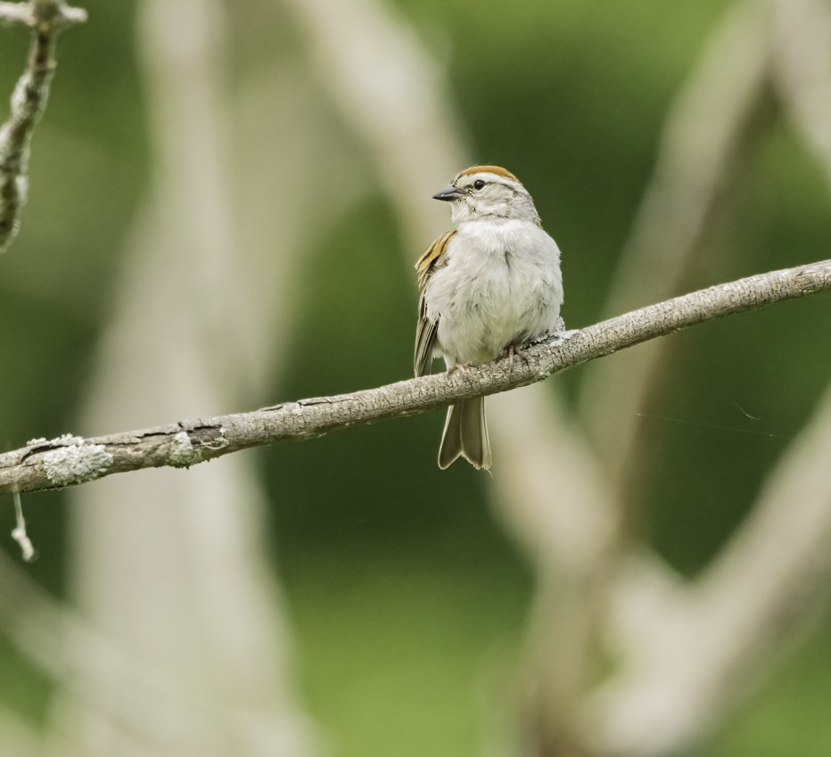 Chipping Sparrow - ML581532301