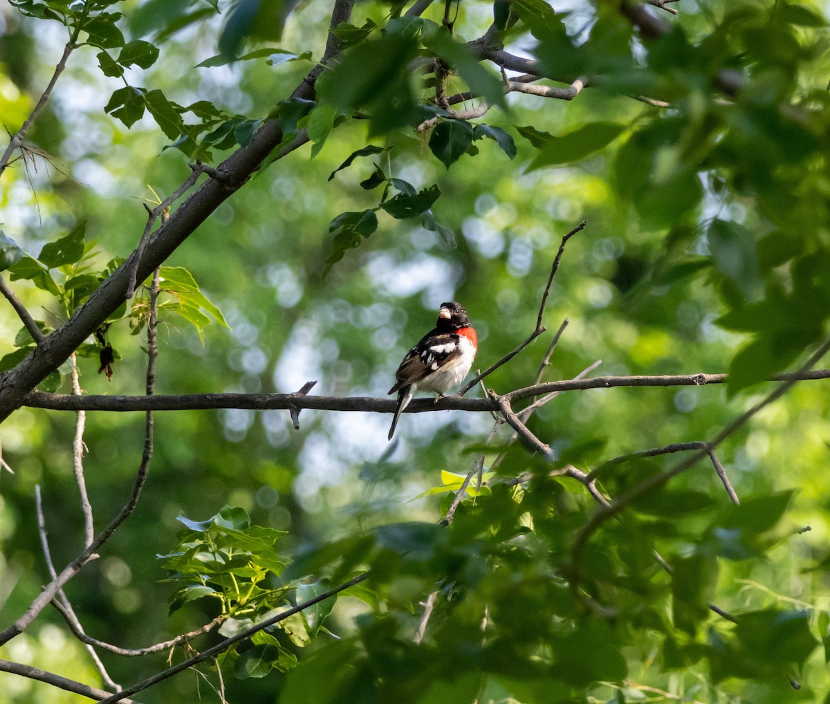 Rose-breasted Grosbeak - ML581532311