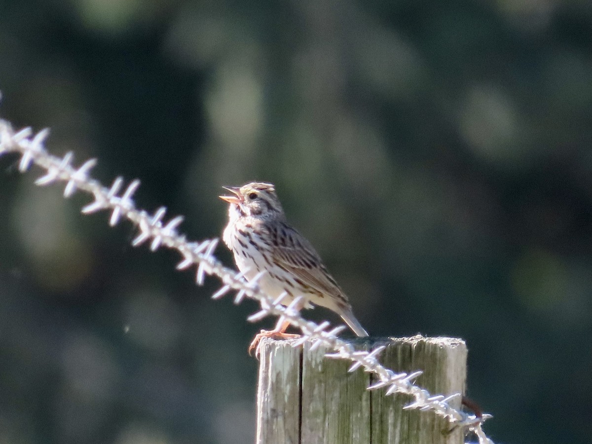 Savannah Sparrow - ML581533141
