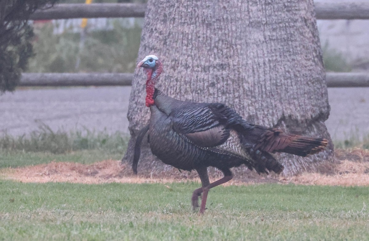 Wild Turkey - ML581533511