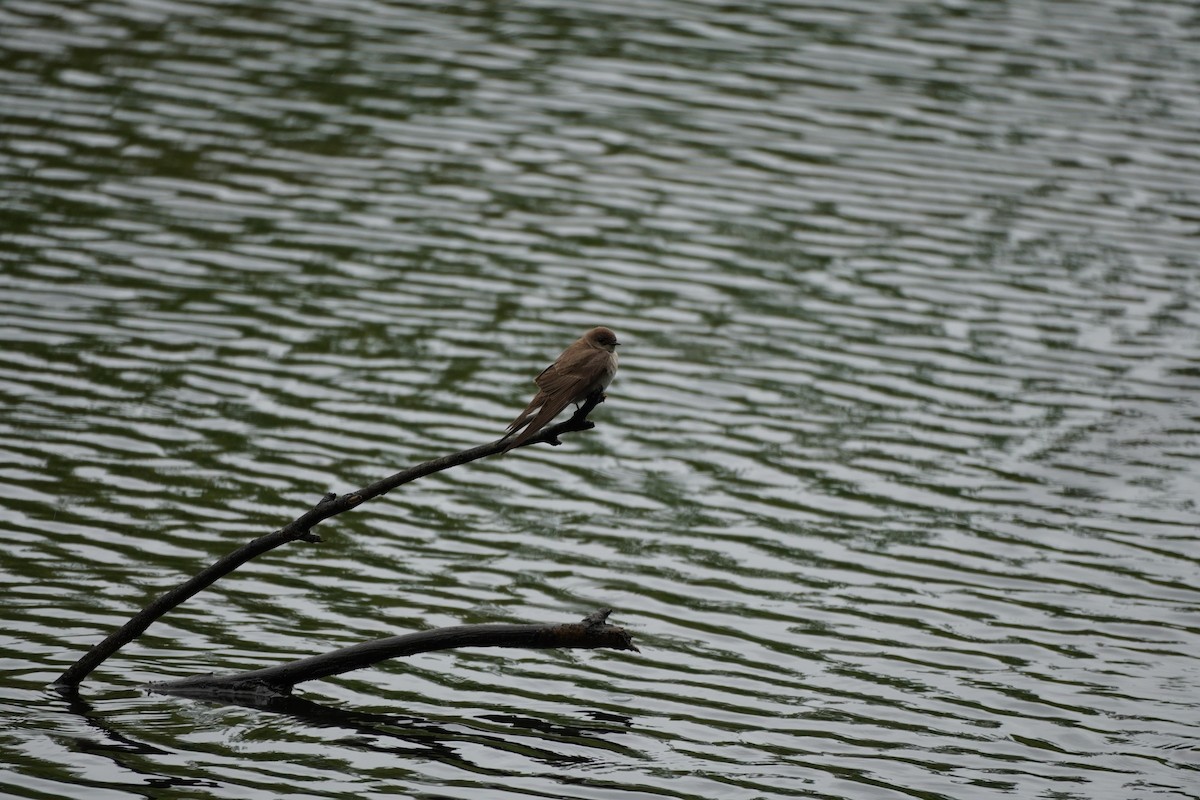 Northern Rough-winged Swallow - Felipe Lopez