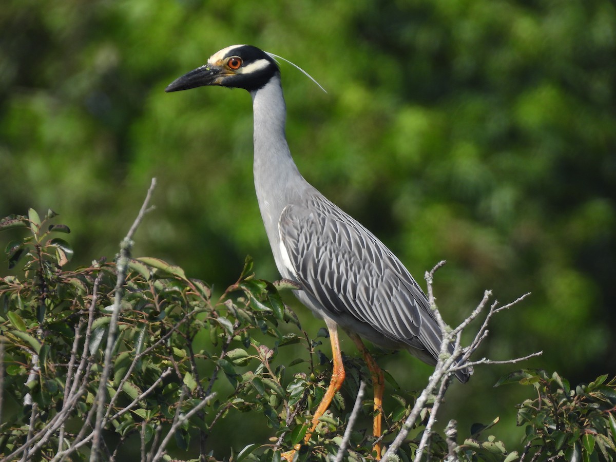 Yellow-crowned Night Heron - ML581534931