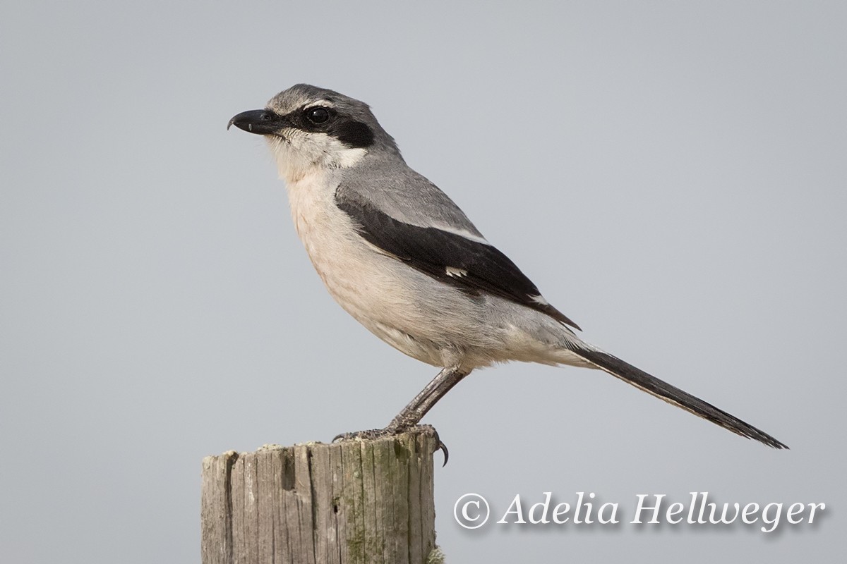 Iberian Gray Shrike - Adelia Hellweger