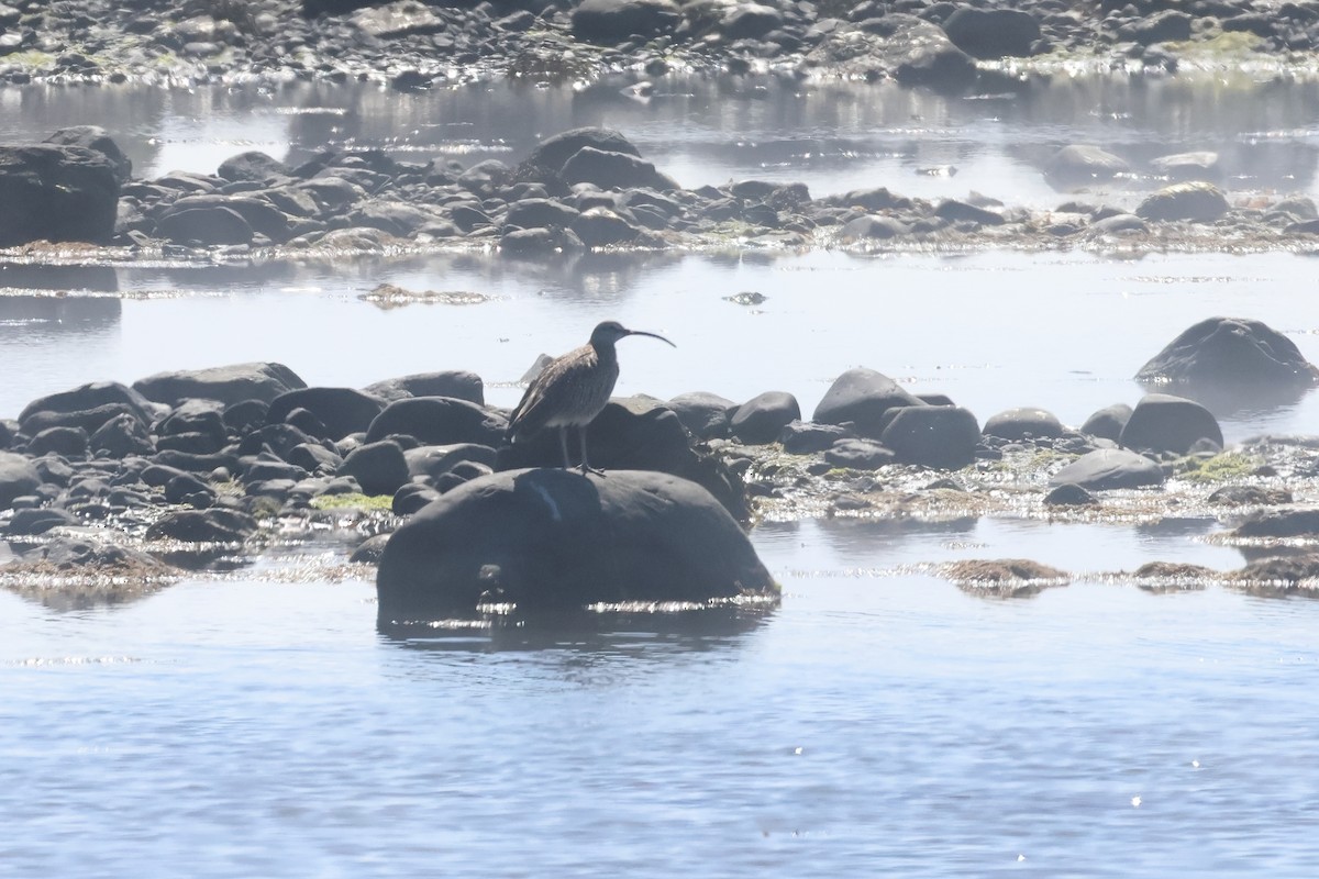 Whimbrel (Hudsonian) - ML581535971