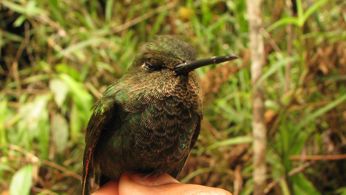 Buff-thighed Puffleg - ML581537881