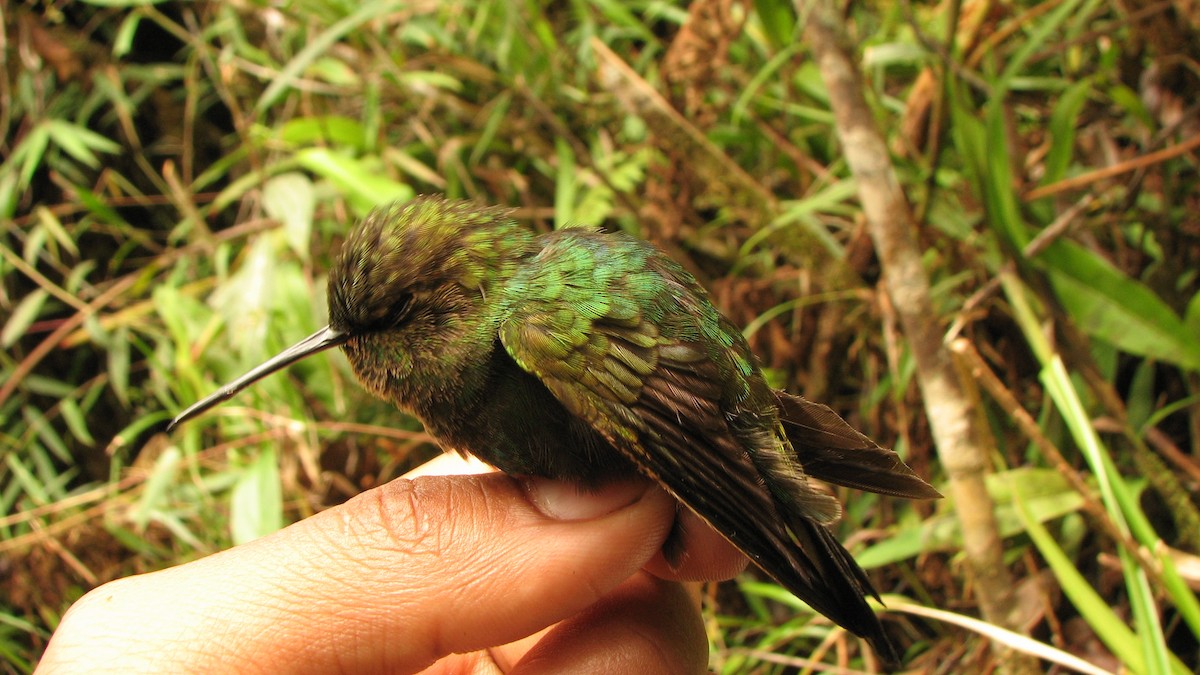 Buff-thighed Puffleg - Hugo Garcia-Soliz