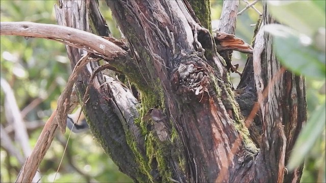 White-tailed Nuthatch - ML581538111