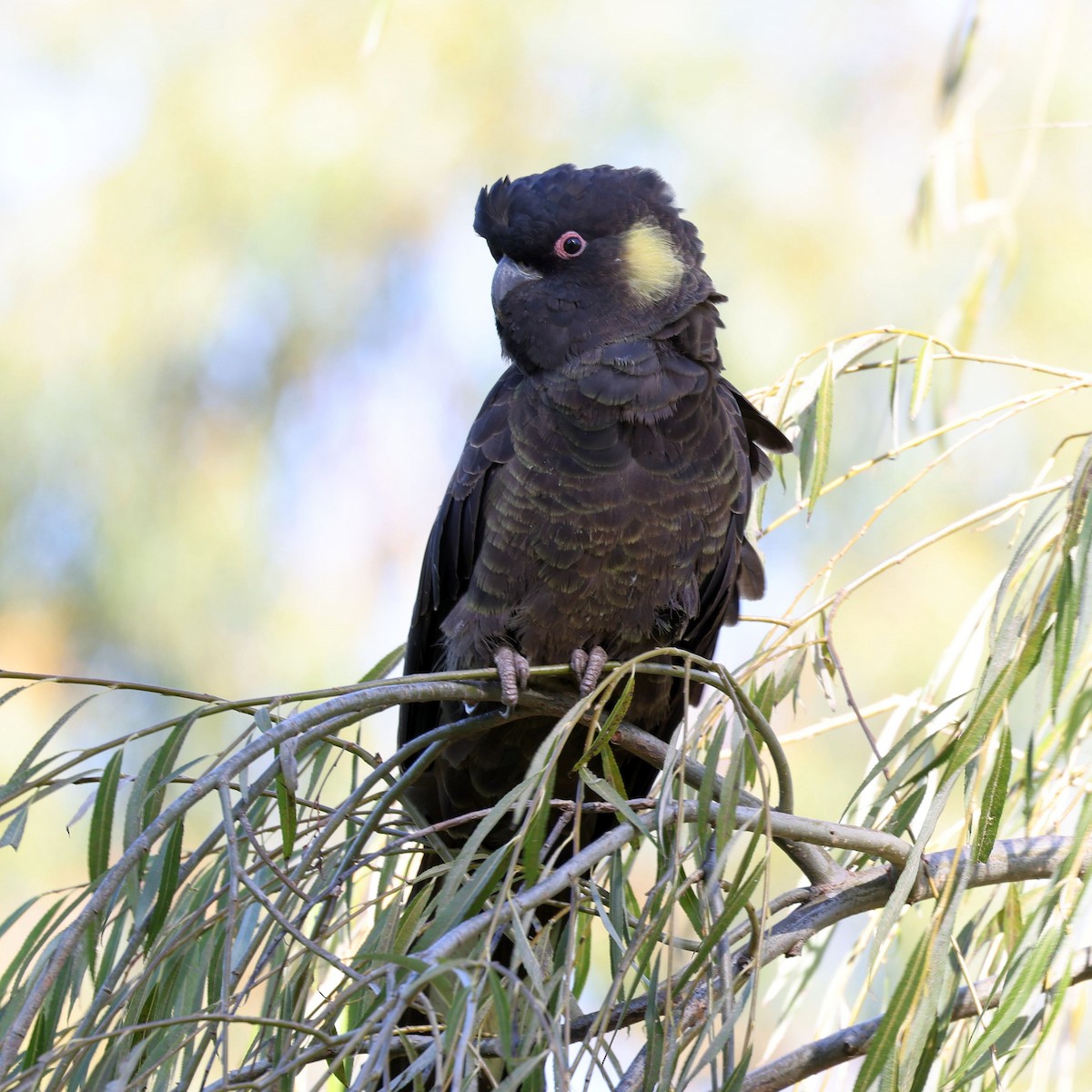 Cacatúa Fúnebre Coliamarilla - ML581539591