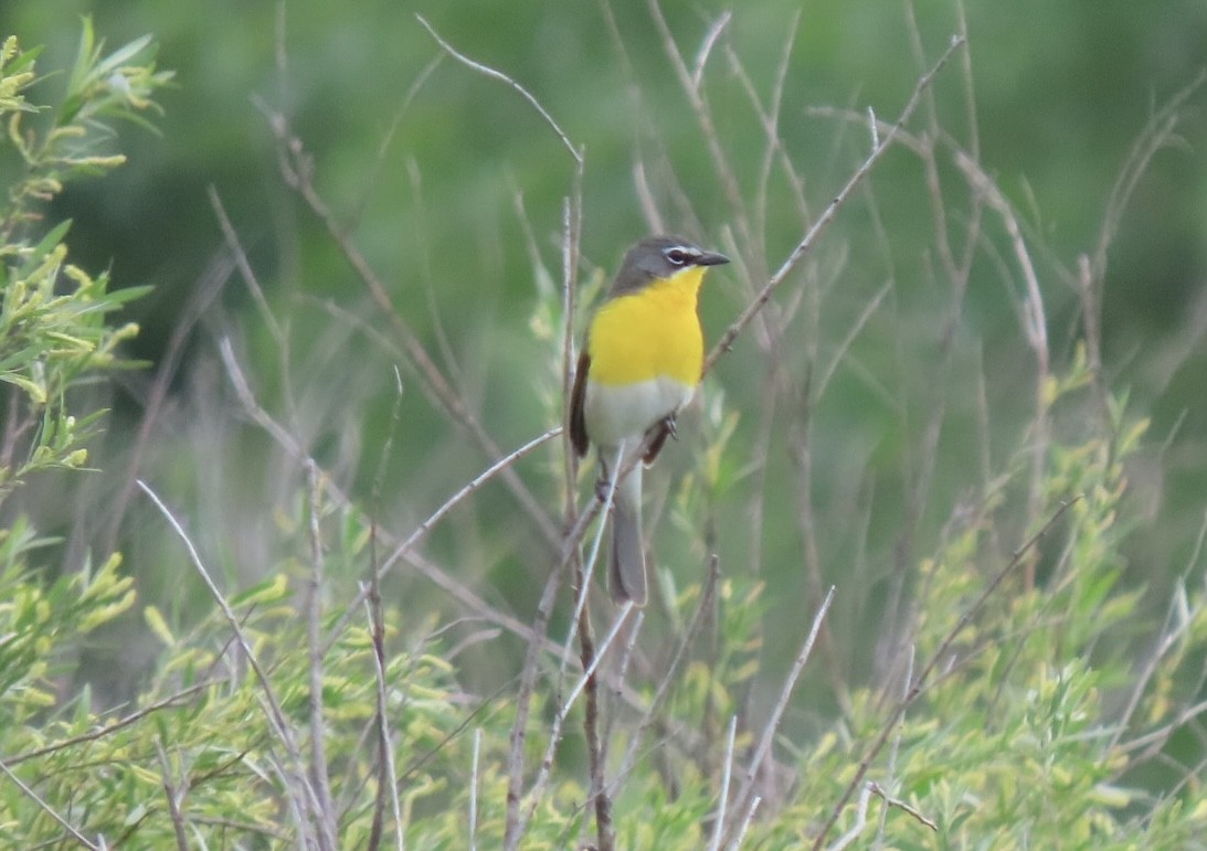 Yellow-breasted Chat - Nate Bond