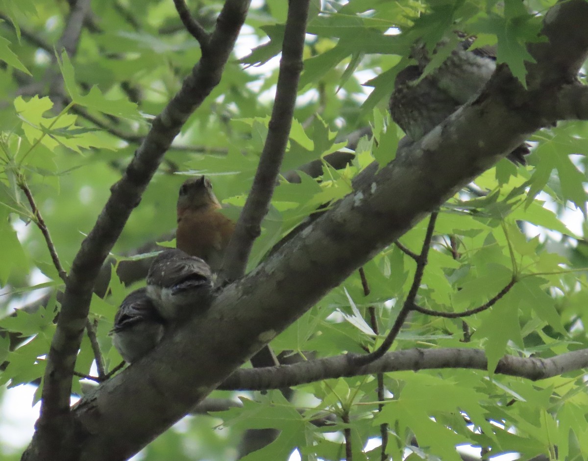 Eastern Bluebird - ML581539981