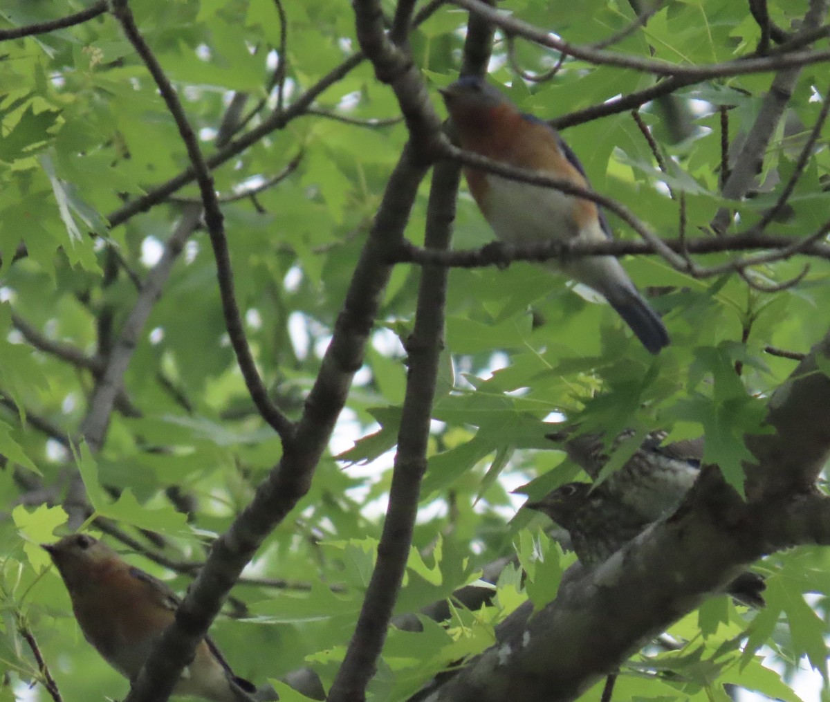 Eastern Bluebird - ML581539991