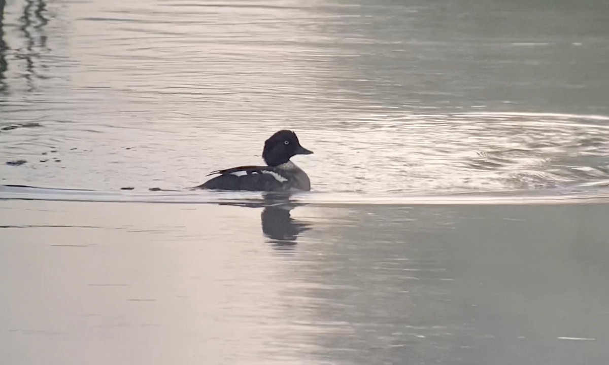 Common Goldeneye - ML581541411