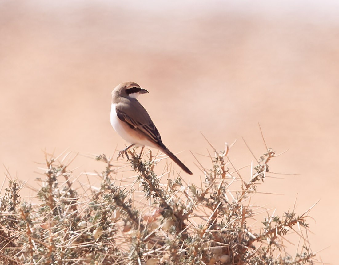 Red-tailed Shrike - Abdulrahman Al-Sirhan