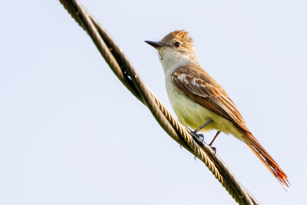 Ash-throated Flycatcher - ML581542491