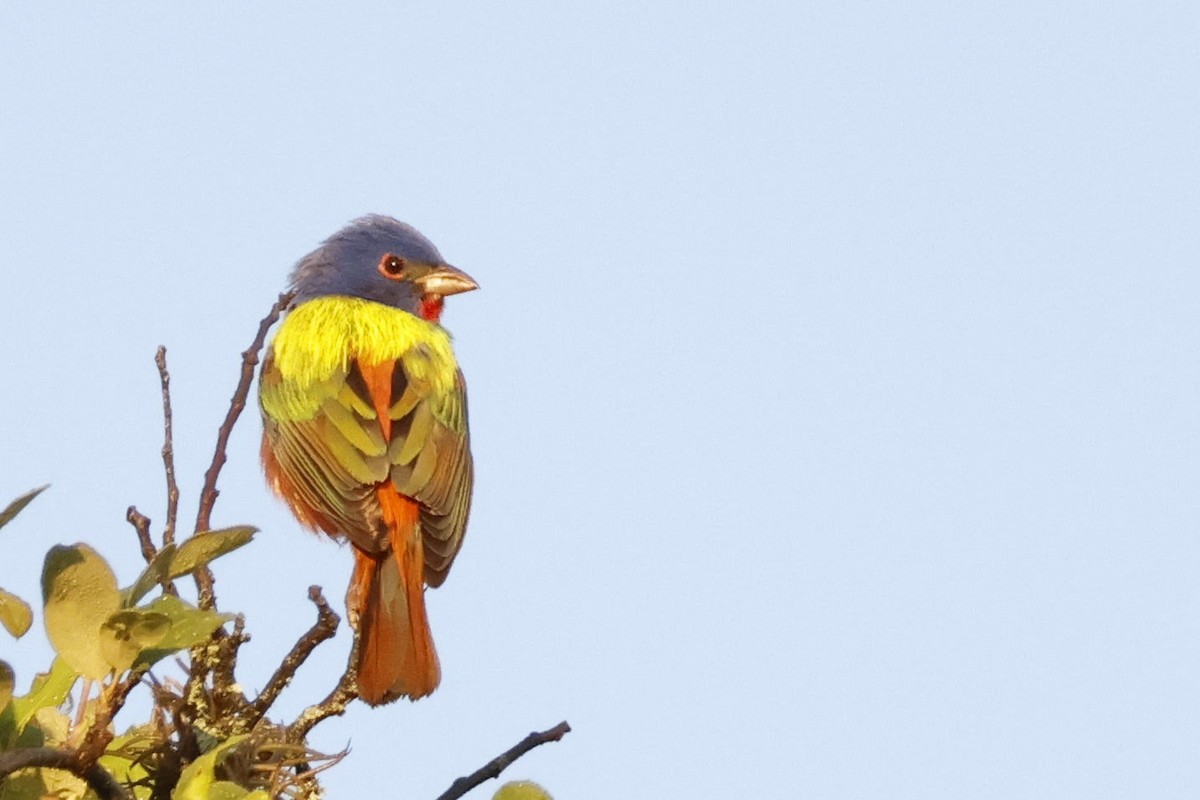Painted Bunting - ML581542621