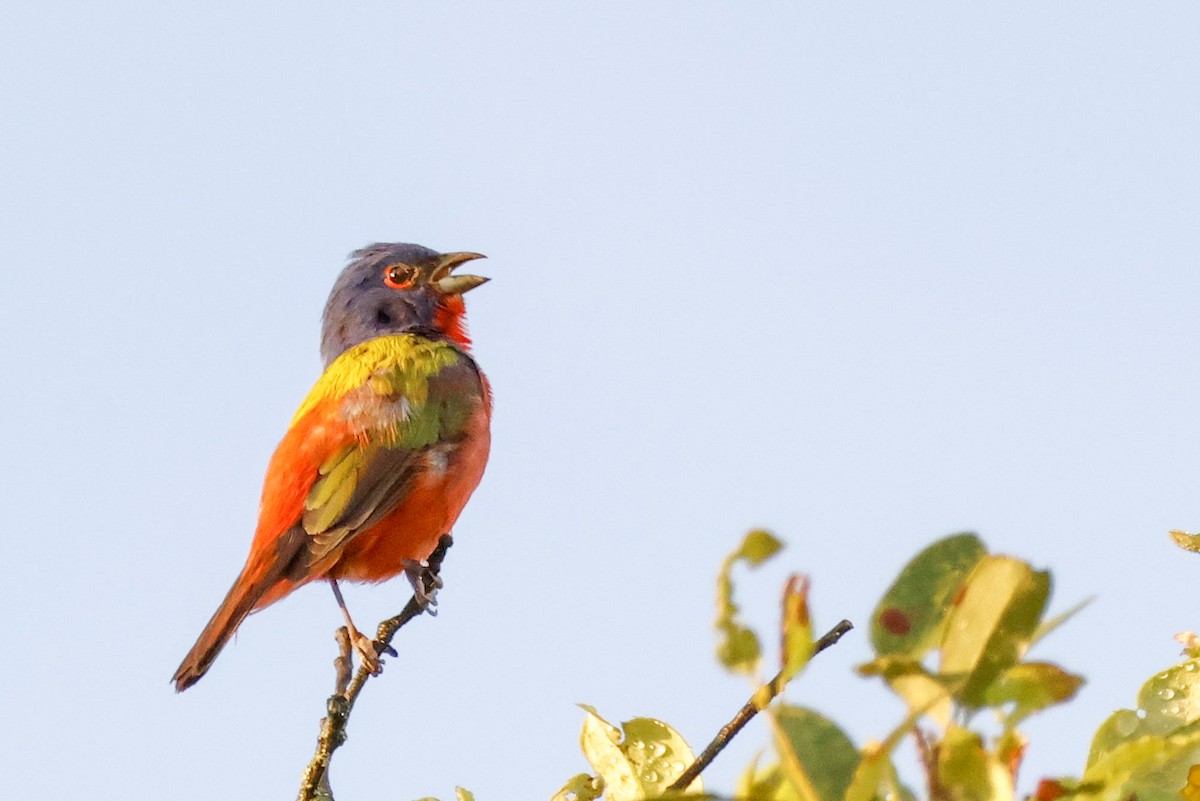 Painted Bunting - ML581542641