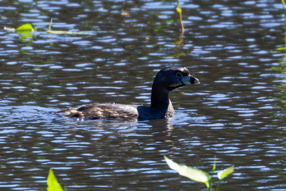 Pied-billed Grebe - ML581543761